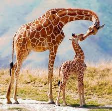 Pin By Sooraj Pk On Mama Does Love Me Giraffe Giraffe Giraffe Pictures Animals Beautiful