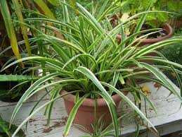 Image result for Chlorophytum pubiflorum