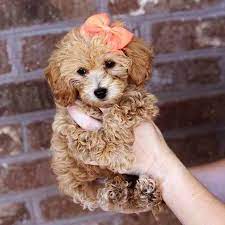 Bolonoodle Puppies Mini Doodle Dogs Teddy Bear Puppies Teddy Bear Dog Doodle Dog