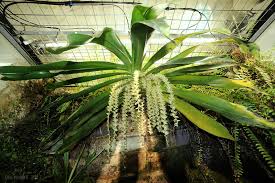 Image result for Diaphananthe pellucida