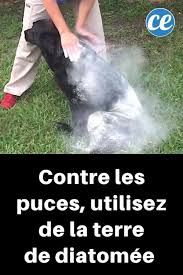 L'avantage de ces produits faits maison est qu'ils sont naturels, sans agents chimiques, sans conservateurs et très économiques. Le Traitement Infaillible Pour Eliminer Puces Tiques Et Poux Sur Votre Chien