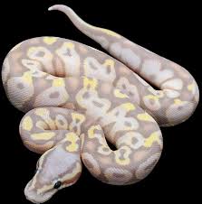 Ball python auction