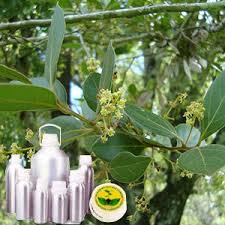 Image result for Ocotea