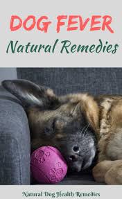 If suffer from viral fever, before you grab those antibiotics or some otc drugs, try these home remedies to treat it in a natural way. Dog Fever Treatment At Home Natural Dog Fever Medicine