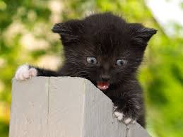 Birma katze heilige birma charakter zucht haltung zooplus. Zehn Schwarze Katzenbabys Zum Verlieben Baby Katzen Bilder Baby Katzen Katzenbabys