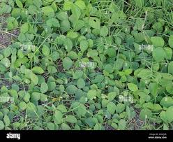 Image result for Calopogonium mucunoides