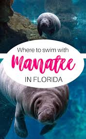 Manatee Swimming Florida In 2020 Blue Springs State Park Florida Travel Great Places To Travel