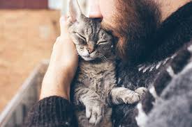 Before you rush into adopting a cat, do realise that having a pet is a big responsibility. 7 Reasons Why Adopting An Older Cat Is A Beautiful Choice Comfort Zone