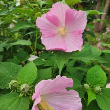 Image result for Hibiscus mechowii