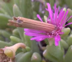 Image result for Delosperma tradescantioides