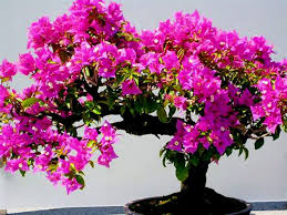 A selection of outdoor bonsai trees are offered in this section of the web site, all our selection of trees are winter hardy incl elm, pivet, shohin & mulberry. 20 Pink Bonsai Plant Tree Seeds Flash Sale 6 95 Free Shipping Easily Manage Size Preferred Full Grown Outs Bonsai Tree Types Bonsai Flower Bonsai Tree