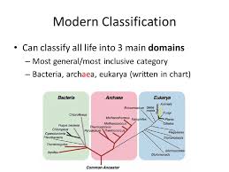 classification and taxonomy ppt video online download