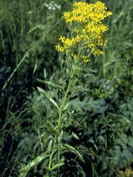 Image result for Senecio maranguensis