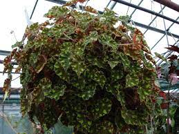 #15 jealous zebra #16 tiger paws. File Begonia Tiger Jpg Wikipedia