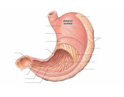 This Is A Quiz Called Structure Of The Stomach Wall And Was Created By Member Tsenaku Stomach Wall Game Wall