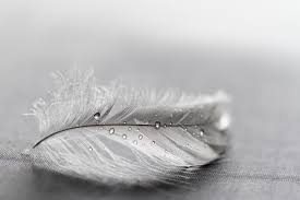 Some 10,000 + species of birds have been the envy of people around the world as they help spread color through the sky. What Do Grey Feathers Mean Wishing Moon