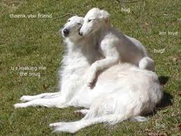 The borzoi is a large, beautiful and speedy hound with a lovely, flowing coat. A Wolf Goes For A Walk