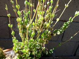Image result for Kalanchoe rotundifolia