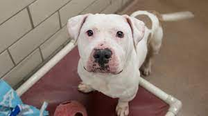 This dog could actually pass as an american bully with poor breeding, but according to the owner, he has many hound traits in regards to being very smell oriented, always having his nose to the ground. Bassethoundtown Blog Vlog No More A Basset Hound Than I Am Infuriating