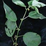 Image result for Triumfetta annua