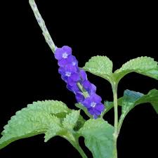 Image result for Stachytarpheta cayennensis