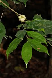 Image result for Napoleonaea