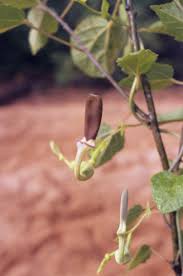 Image result for Aristolochia albida