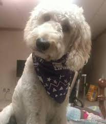 Dam is a sable f1b ckc goldendoodle… more. Goldendoodle Puppies For Sale In Louisville Kentucky Classified Americanlisted Com