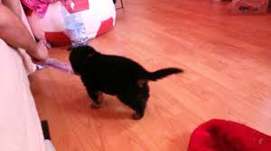 Sezi , pe looc 7 yıl önce. Pui Ciobanesc German De O Luna Youtube