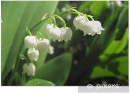 Последние твиты от muguet (@muguetzzle). Poster Brin De Muguet Pixers Wir Leben Um Zu Verandern