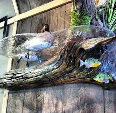 Unique Table Glass Top Is Water Level And You Can View Above Water The Duck And Below Water The Fish Waterfowl Taxidermy Taxidermy Display Duck Mount