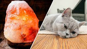 Too much salt is poisonous to cats and can cause negative side effects like vomiting, extreme thirst. Vets Warn Himalayan Salt Lamps Are Dangerous And Could Kill Cats Heart