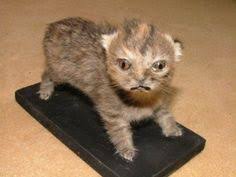 Tack för kaffet podcast tittar på dåligt uppstoppade djur. 40 Fula Uppstoppade Djur Ideer Uppstoppade Djur Djur Memes Humor