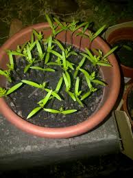Semai benih kemasan yang dibeli dari toko online untuk membuktikan bahwa benih yang dijual adalah benih yang bisa tumbuh mudah rupanya nak semai benih ulam raja #kebunminiabi #vlog12. Tanamsendiri Com Grow Your Own Soalan Pengunjung Berapa Pokok Ulam Raja Dalam Satu Pasu