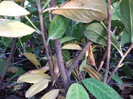 The magnificent cherry laurel is very decorative in the garden, either planted as a solitary feature or as a hedge. Pests Diseases And Other Problems With Laurel Hedge Plants Hopes Grove Nurseries