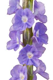 Image result for Stachytarpheta