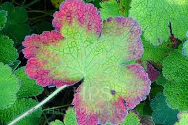 Image result for Pelargonium alchemilloides