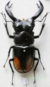 Image result for Pelurga comitata