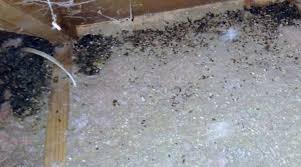 Image result for squirrel poop