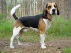 Beagle-Harrier - Price, Temperament, Life span