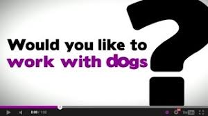 Our aim is to teach you how to become a professional dog trainer. Dog Training Courses In India Canine Club Academy