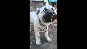 3aylik Kangal Havlamasi Izle Pisman Olmazsin Youtube