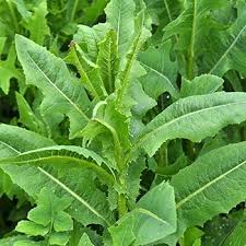 Image result for Lactuca glandulifera
