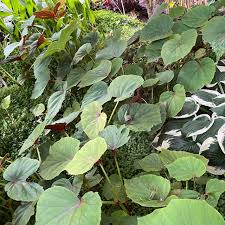 Image result for Rungia grandis