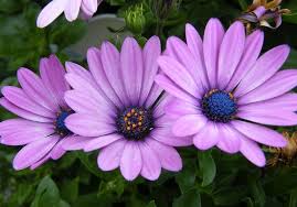 34 Different Types Of Purple Flowers For Your Garden Purple Flowers Meaning Types Of Purple Flowers Purple Flowers Pink And Purple Flowers