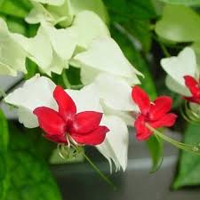 Image result for Clerodendrum toxicarium