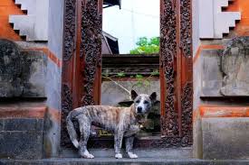 3,492 wholesale pet supplies from 300 pet supplies wholesalers sort by. One Key To Pet Food Imports And Exports During Pandemic Petfoodindustry Com