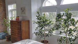 If necessary, supplement sun with a grow light during dark winter months. 14 Things Nobody Tells You About Indoor Citrus Trees Gardenista
