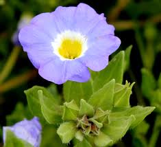 Image result for Alinula paradoxa