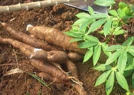 #tanamubi, #tanamtanamubi, #tanamubiyuk, #tanamubiremix, #tanamubisolusinya. Cara Menanam Ubi Kayu Yang Baik Dan Benar